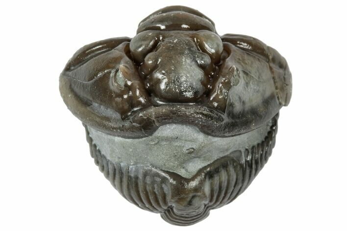 Wide Enrolled Flexicalymene Trilobite - Mt Orab, Ohio #358088